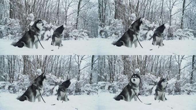 两只美丽的西伯利亚哈士奇狗在睫毛上坐在雪地上冬季白色森林的背景