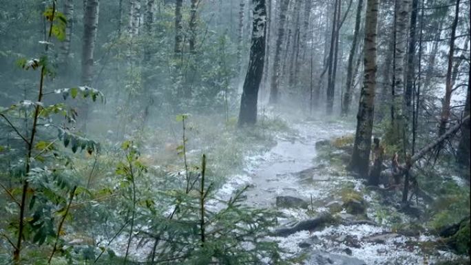 森林中的雨水和冰雹，恶劣的天气条件，自然灾害