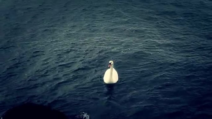 漂浮在湖上的天鹅野生动物保护生物生态飞翔