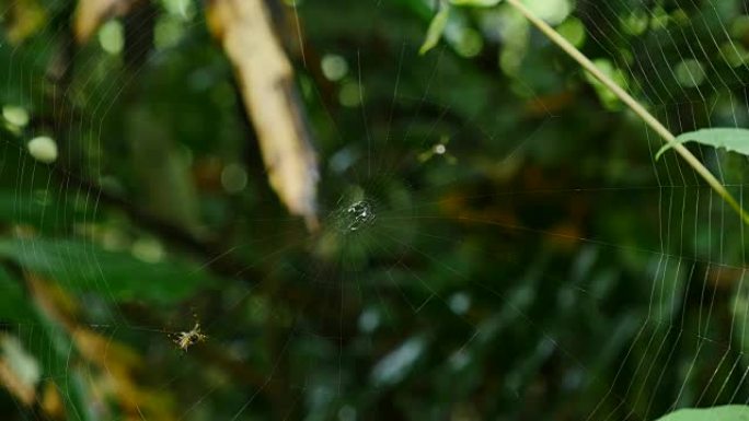 蜘蛛在泰国森林筑网。