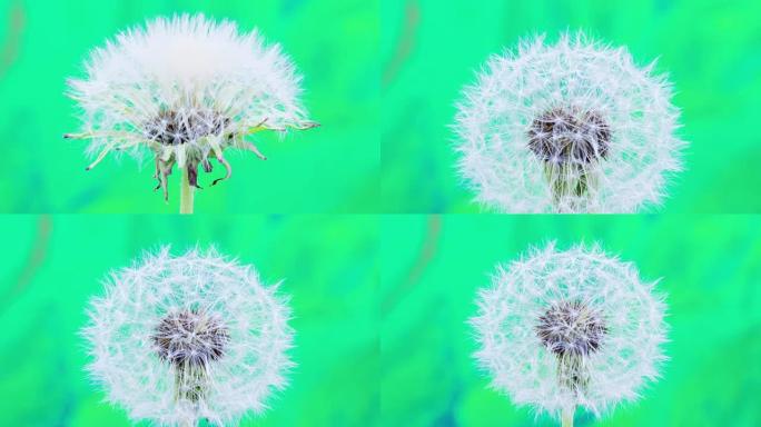 蒲公英花盛开在延时高清1080视频。常见的蒲公英种子，蒲公英在运动中生长。