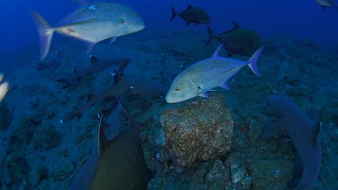 Whitetip礁鲨和巨型trev在礁石中狩猎，墨西哥
