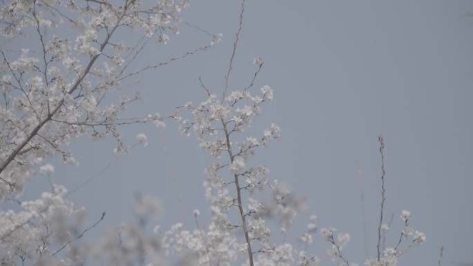 花卉实景特写