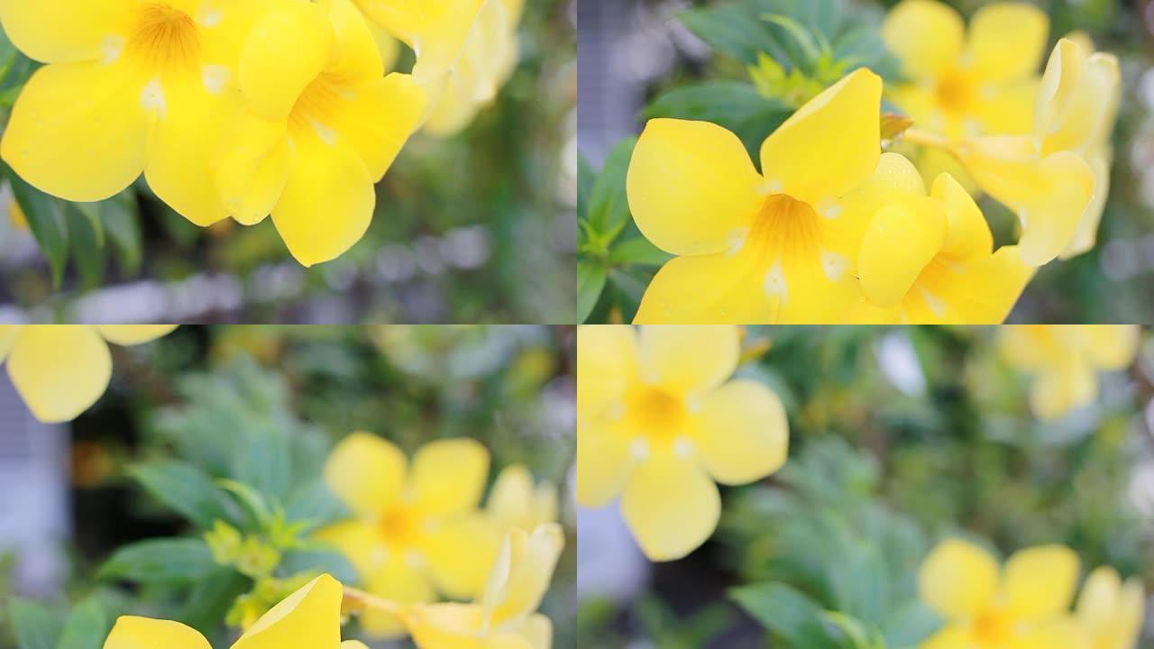 高清多莉: 春天的背景，美丽的黄色花朵