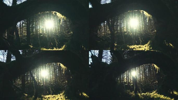 走进森林树木大树光芒