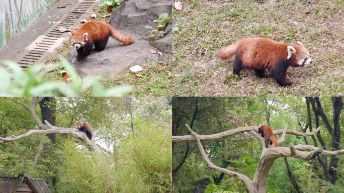 广州动物园小熊猫