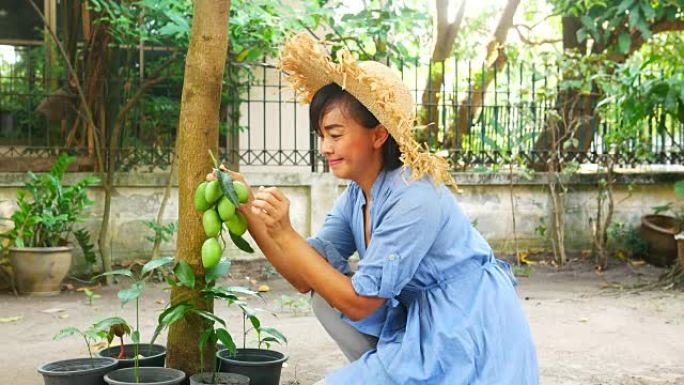 园丁女人从树上捡起新鲜的芒果