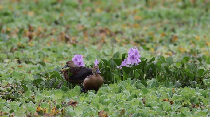 栗树鸭在湿地里的水草上