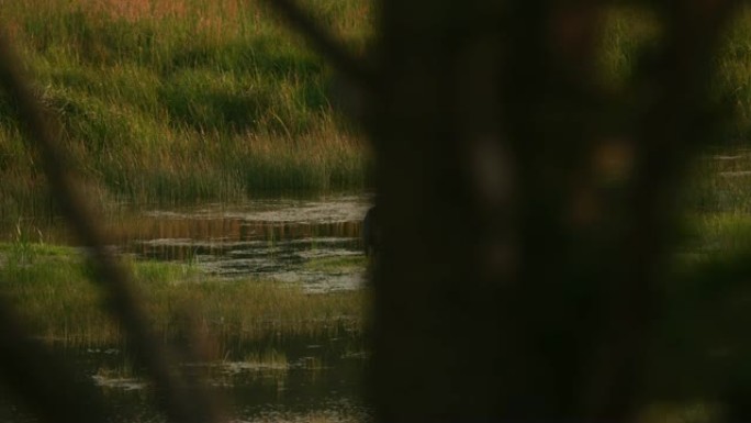 湿地地区的蓝鹭。野生动物保护景观生态环境