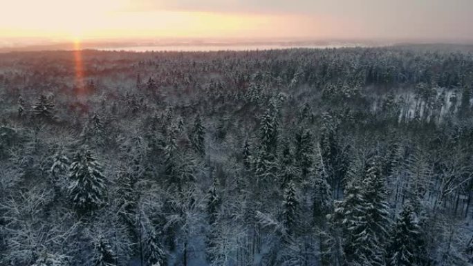 冬季森林的空中飞行。飞越白雪皑皑的太阳森林，在白树上落下橙色