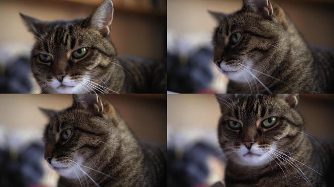 可爱的虎斑猫猫咪微距头部面部脸部鄙视厌恶