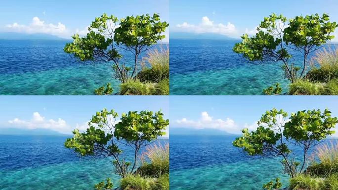 风中摇曳的小灌木巴厘岛太平洋