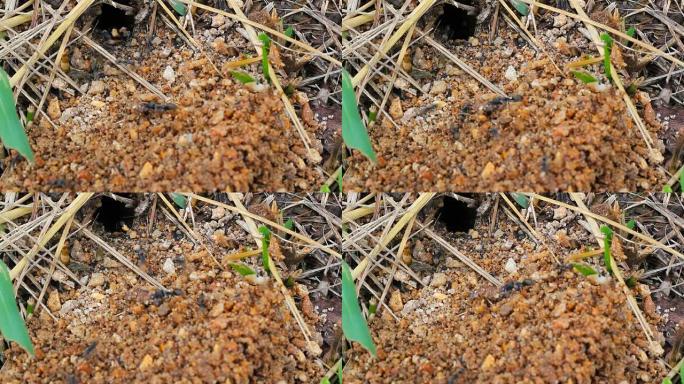 蚂蚁们正在用船舱里的小沙子建造它们的房子。