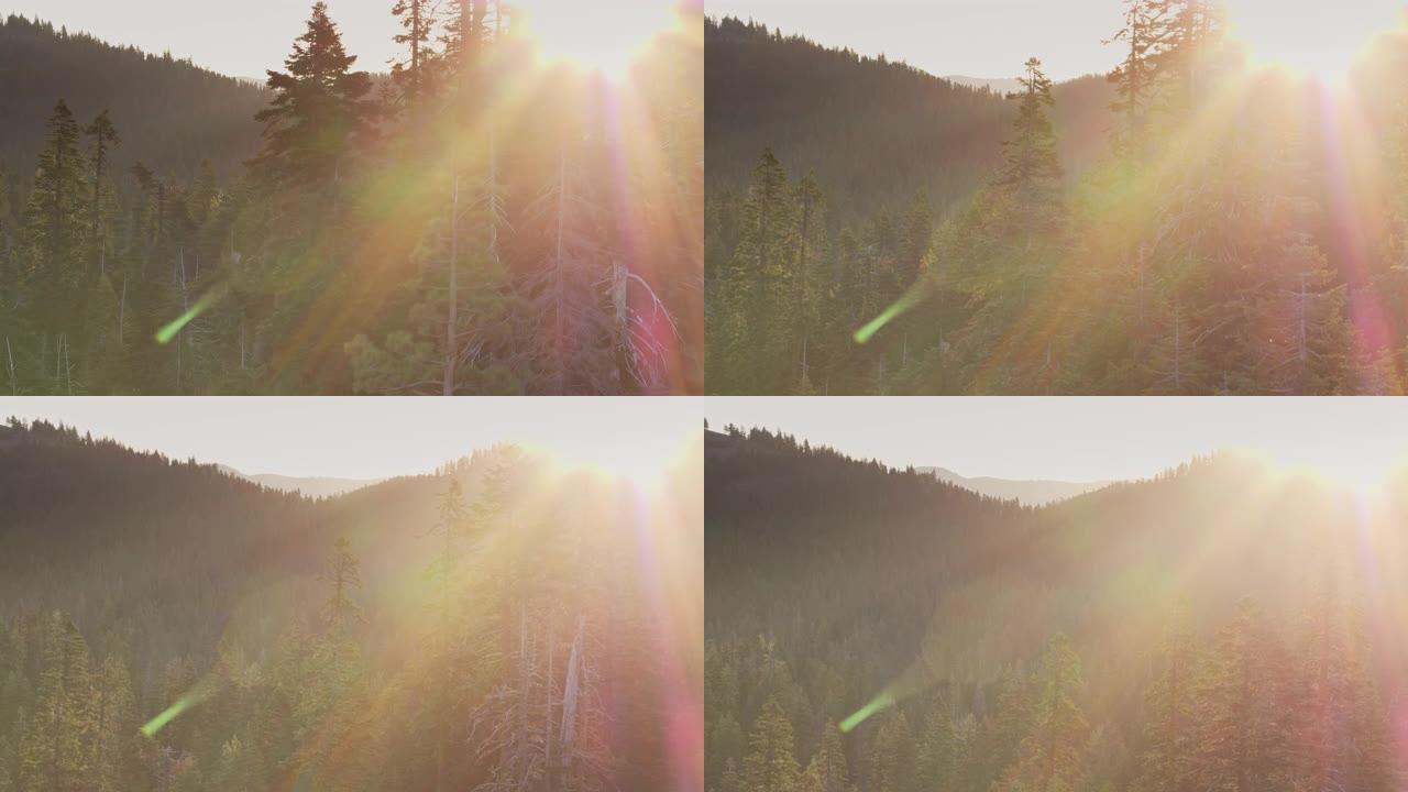 日出时，上升的无人机在Sierras的树木上射击