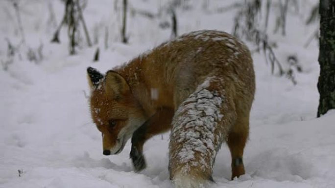 狐狸和冬天