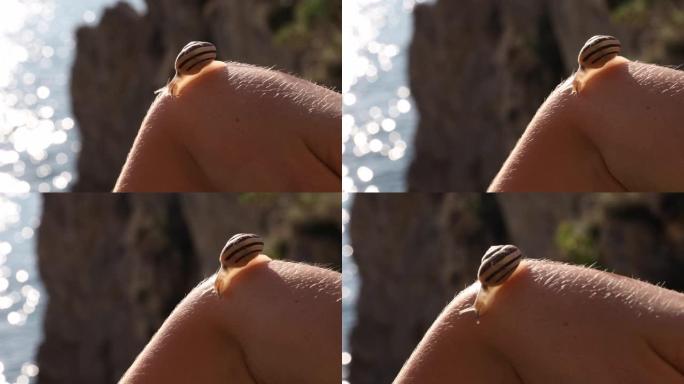地中海沿岸蜗牛 (Theba pisana)