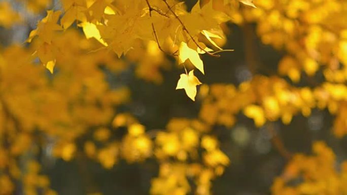 平移: 阳光照射下的黄色枫叶