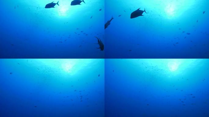 猪鱼、海底礁、雷维拉吉多群岛