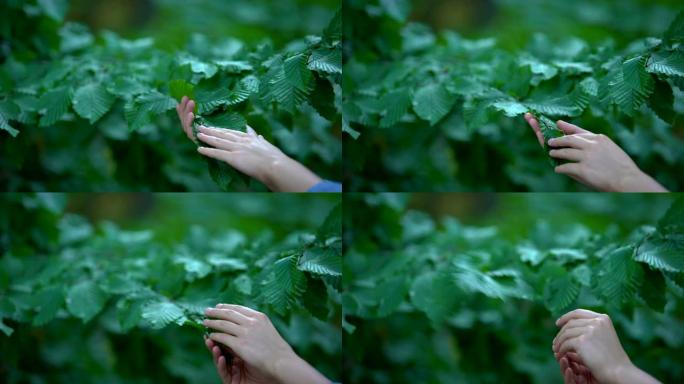 女人手触摸树叶，自然主义者关怀，安全环境，生态