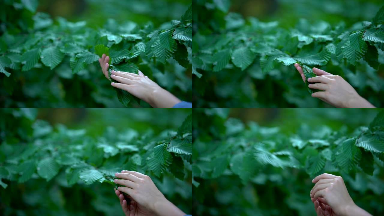 女人手触摸树叶，自然主义者关怀，安全环境，生态
