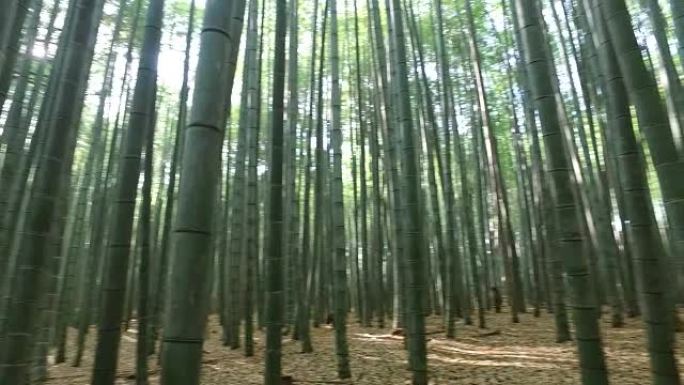 京都竹林