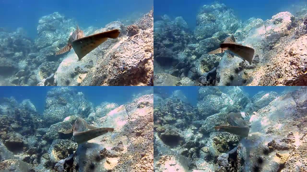斑马豹鲨 (Stegostoma fasciatum) 后视图。这条鲨鱼附有一条Remora (Ec