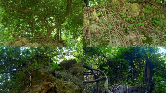 在地球表面的森林中，有一个密集的树根网络