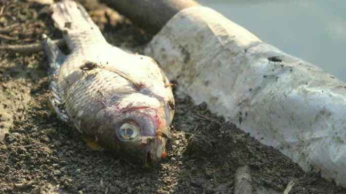 4K: 受污染的海滨污水中的死鱼，环境灾难