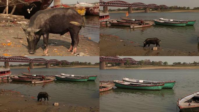 瓦拉纳西恒河的野猪