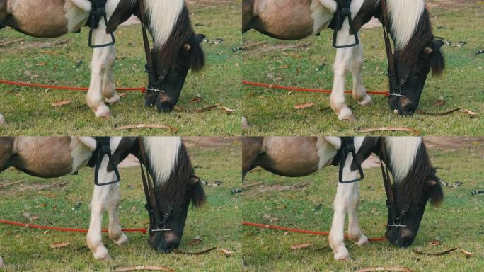慢动作: 站在草地上的马