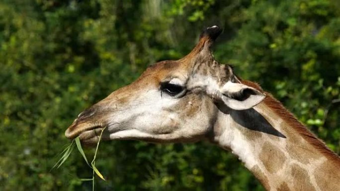 长颈鹿吃树叶的特写头