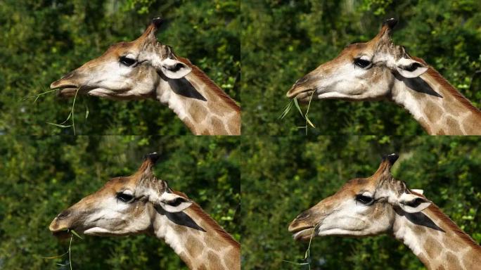 长颈鹿吃树叶的特写头