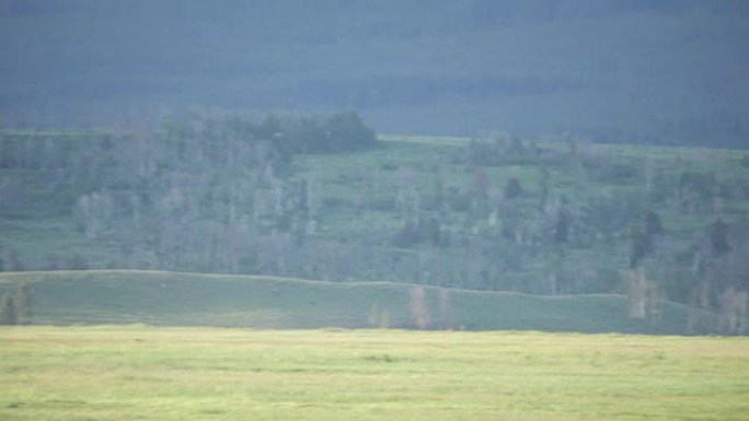 奔跑的狼猎杀麋鹿群怀俄明州大提顿国家公园