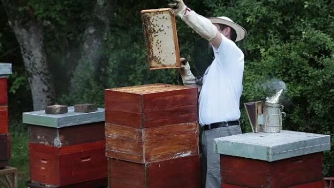 男子检查他的荨麻疹和蜜蜂