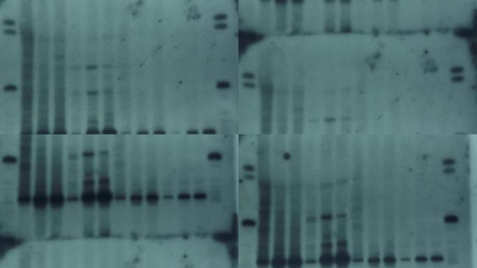 实验室中的DNA分析: 等位基因和基因