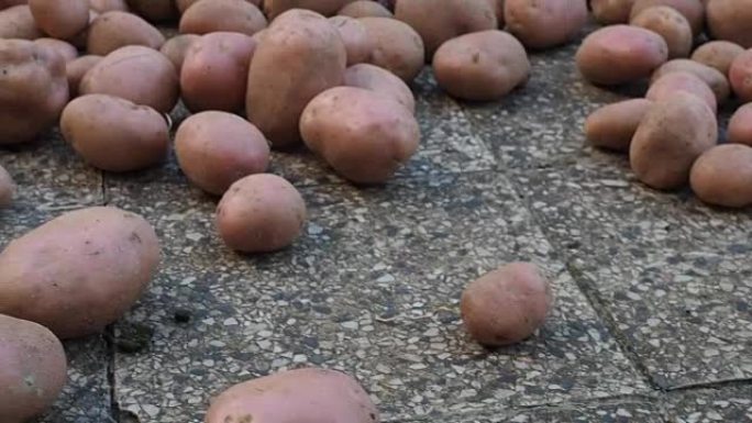 在铺路视频上收获和洗净的粉红色土豆
