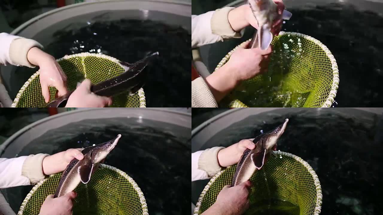 在养鱼场养殖鲟鱼水产养殖养殖技巧视频素材