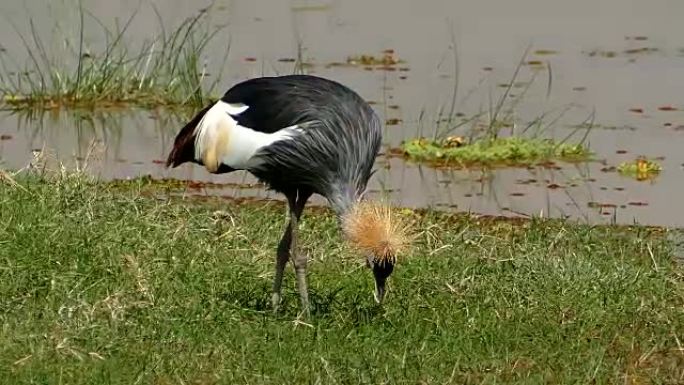 冠鹤生态环境自然景色一只鹤吃草