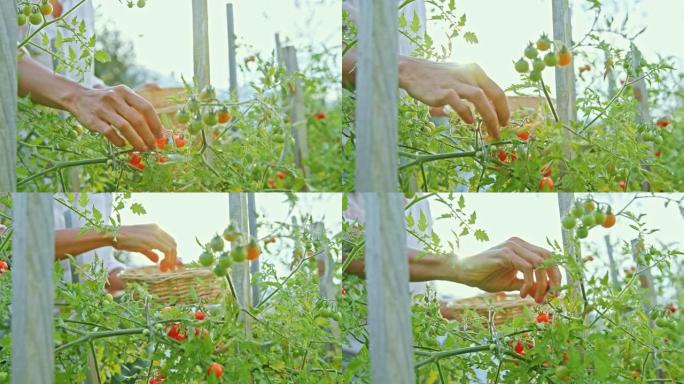 SLO MO女园丁在阳光明媚的花园里采摘樱桃番茄