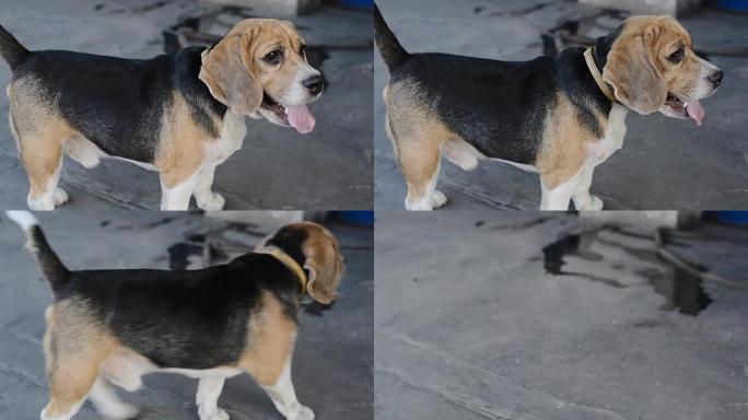 比格犬跑得很好。