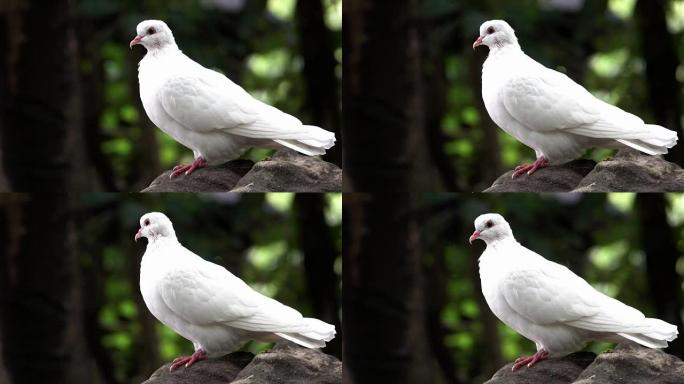 白鸽特写