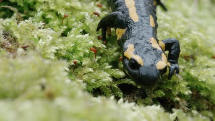 黑森林苔藓上的黑黄火蝾螈
