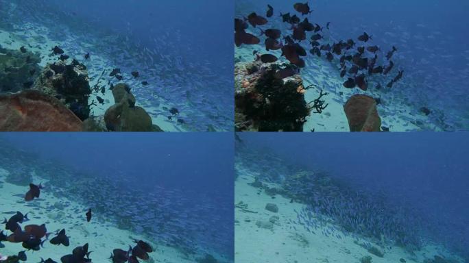 热带珊瑚礁中的大鱼群