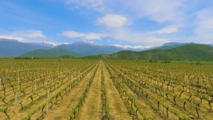阿拉扎尼山谷的葡萄园，佐治亚州的葡萄酒酿造传统，出口商品