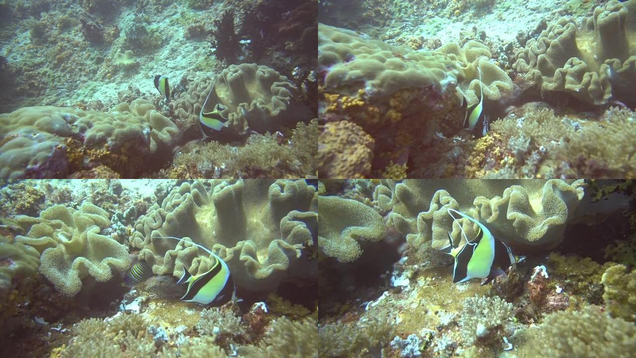 珊瑚中神仙鱼的特写镜头