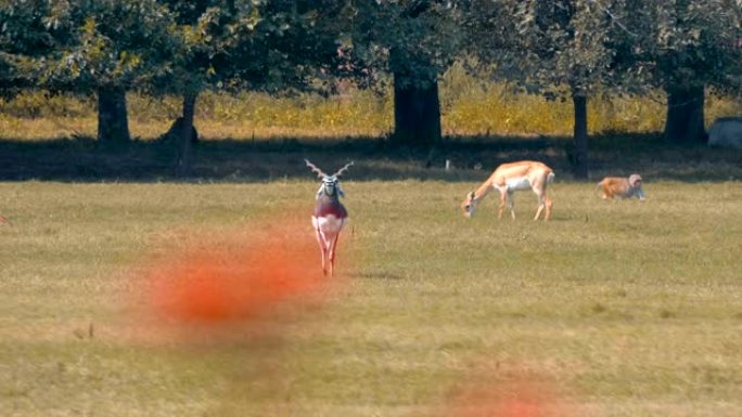 雄性扭曲的角羚羊在瞪羚和喊叫声中走在田野上