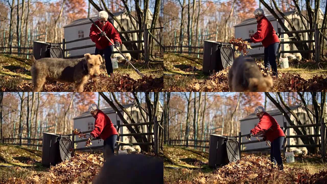 后院的秋天清理工作。高级银发女子将落叶耙在一起移走，她的狗四处走动。