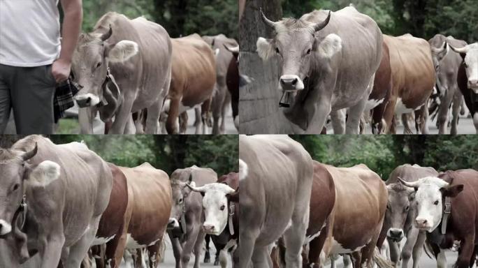 路上带着奶牛的牧羊人