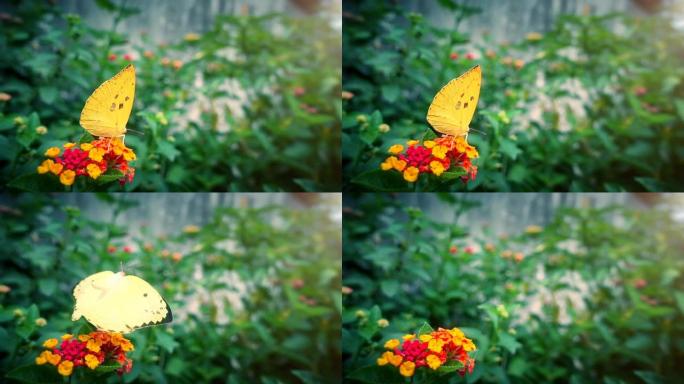 蝴蝶飞起慢动作蝴蝶飞起