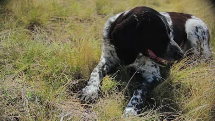 猎狗躺在草地上夏季吐舌头的斑点狗